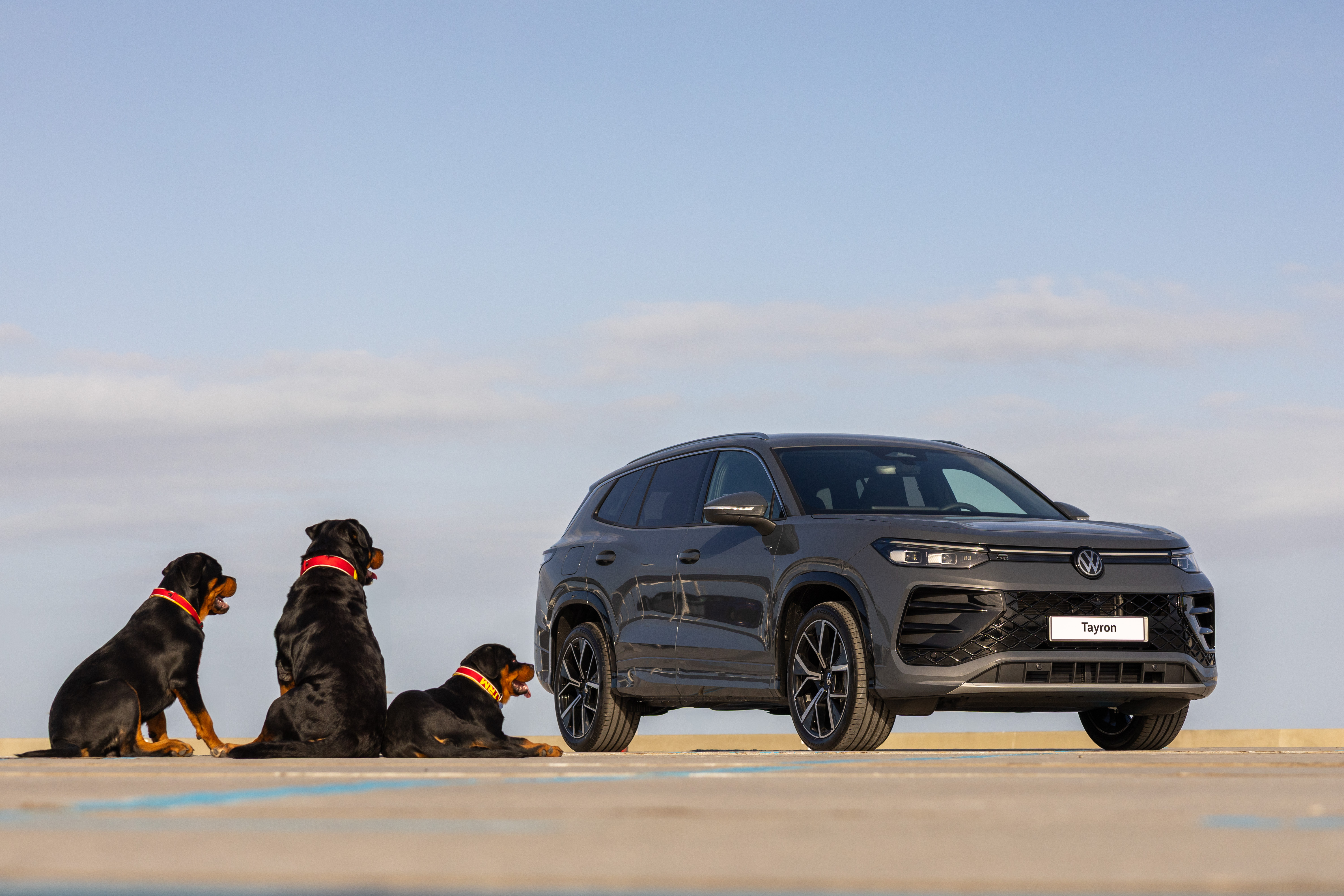 Perros felices junto a un coche SUV familiar preparados para hacer un viaje junto a mascotas