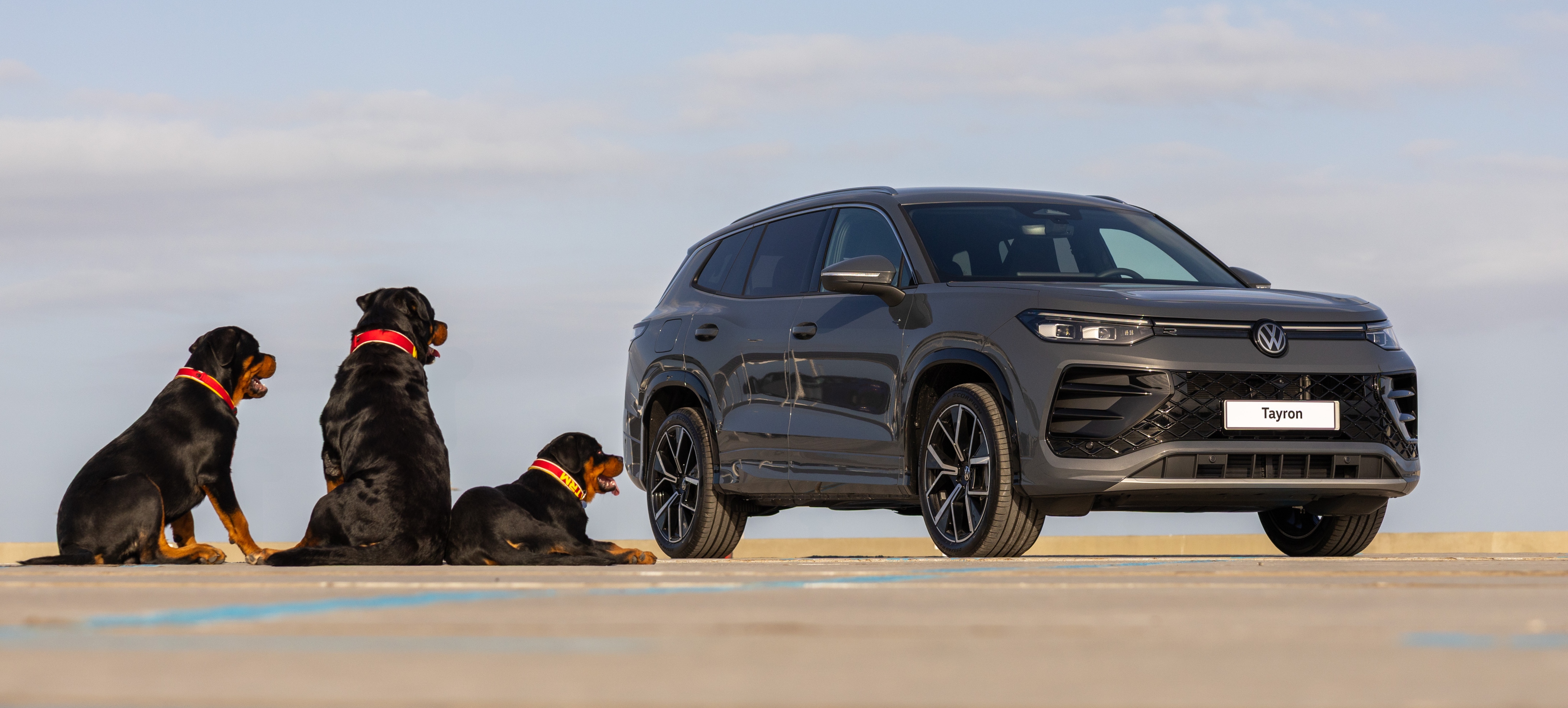 Los coches más pet-friendly de 2026